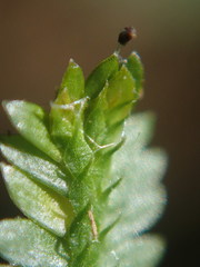 Selaginella sechellarum