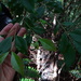 Syzygium euphlebium - Photo (c) 呂一起(Lu i-chi), some rights reserved (CC BY), uploaded by 呂一起(Lu i-chi)