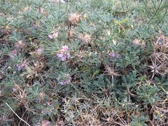 Astragalus siculus