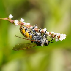 Radumeris tasmaniensis