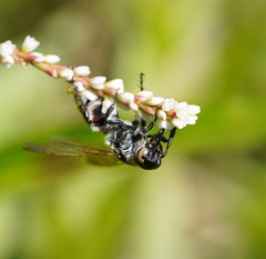 Radumeris tasmaniensis