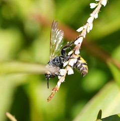 Radumeris tasmaniensis