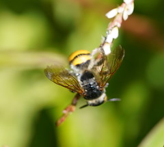 Radumeris tasmaniensis