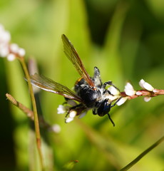 Radumeris tasmaniensis