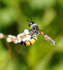 Radumeris tasmaniensis