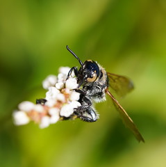 Radumeris tasmaniensis