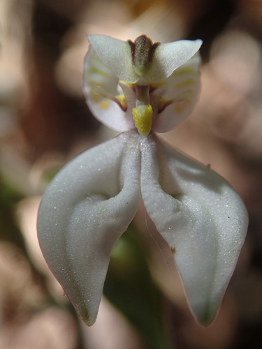 Disperis tripetaloides