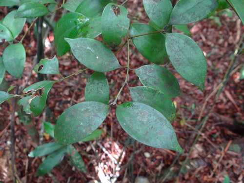 Cinnamomum rigidissimum, photograph 2