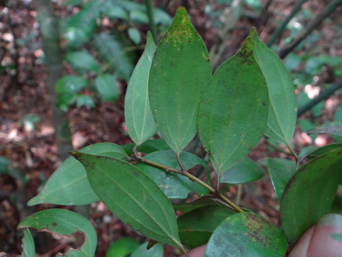 Cinnamomum rigidissimum, photograph 3