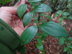 Cinnamomum rigidissimum, photograph 呂一起(Lyu yi-chi), CC BY, iNaturalist via GBIF