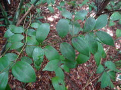 Cinnamomum rigidissimum, photograph 呂一起(Lyu yi-chi), CC BY, iNaturalist via GBIF