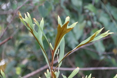 Grevillea baileyana