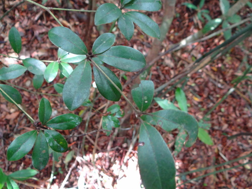 Neolitsea buisanensis, photograph 3