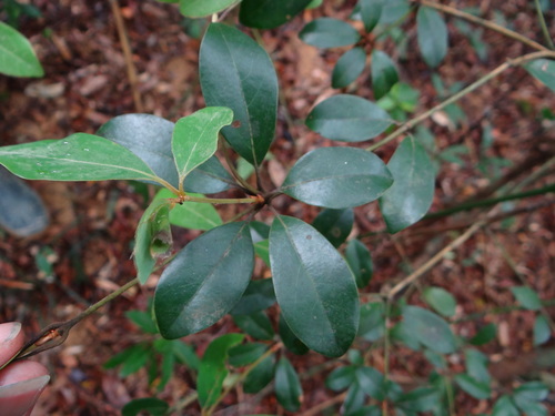 Neolitsea buisanensis, photograph 4
