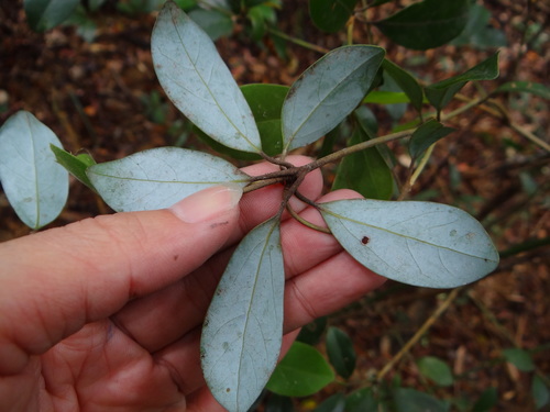 Neolitsea buisanensis, photograph 5