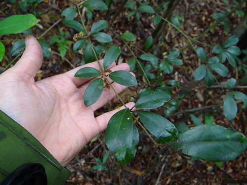 Neolitsea buisanensis, photograph 6