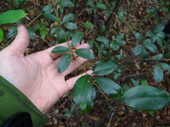 Neolitsea buisanensis, photograph (c) 呂一起(Lyu yi-chi), some rights reserved (CC BY)