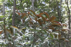 Elaeocarpus eumundii