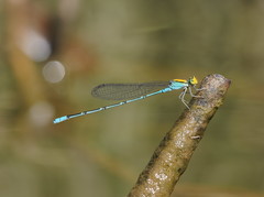 Pseudagrion aureofrons