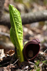 Symplocarpus renifolius