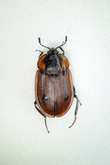 Dendroxena quadrimaculata