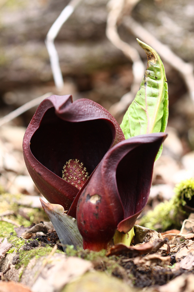 Japanese Skunk Cabbage