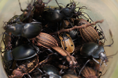 Dendroxena quadrimaculata