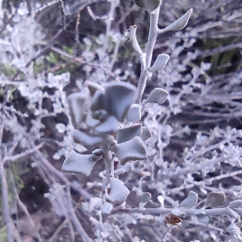 Image of Leucophyllum Candidum (Leucophyllum candidum) by (c) Mauricio Calderón, some rights reserved (CC BY)