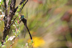 Procordulia jacksoniensis