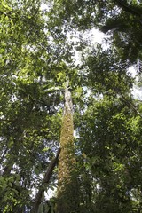 Pseudoweinmannia lachnocarpa