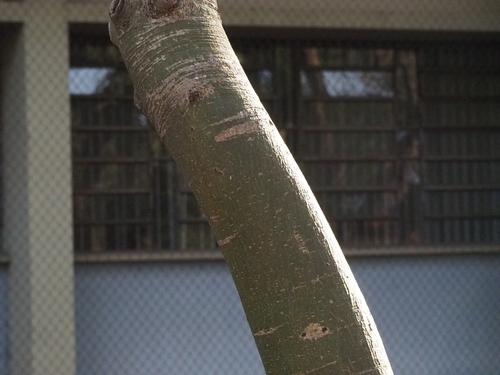 Image of Pachira glabra by (c) Bruno Luka de Souza Bambirra Silveira, some rights reserved (CC BY)