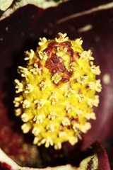 Symplocarpus renifolius