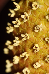 Symplocarpus renifolius