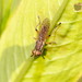 Dichetophora biroi - Photo (c) Reiner Richter, some rights reserved (CC BY-NC-SA), uploaded by Reiner Richter