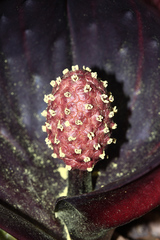 Symplocarpus renifolius