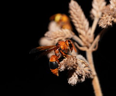 Anterhynchium nigrocinctum