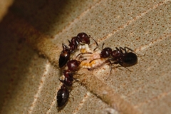 Crematogaster castanea rufonigra