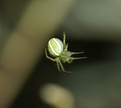 Araneus ginninderranus