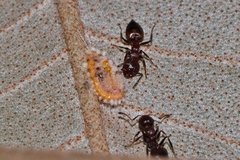 Crematogaster castanea rufonigra