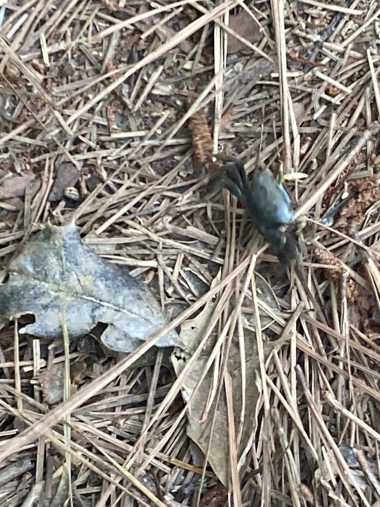 mud-fiddler-crab-from-delaware-seashore-state-park-rehoboth-beach-de
