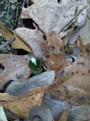 Trillium nivale