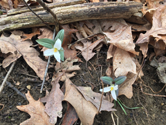 Trillium nivale