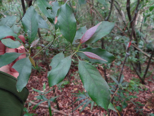 Image of Quercus longinux by (c) 呂一起(Lu i-chi), some rights reserved (CC BY)