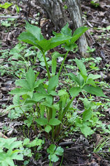 Arisaema amurense