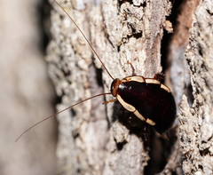 Drymaplaneta communis