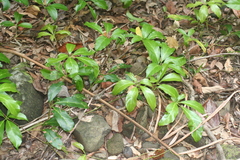 Cissus sterculiifolia