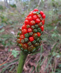 Arisaema amurense