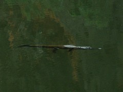 Crocodylus johnstoni