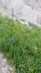 Allium atrosanguineum