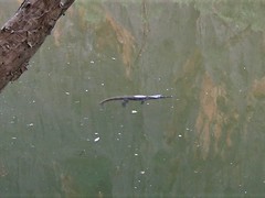 Crocodylus johnstoni